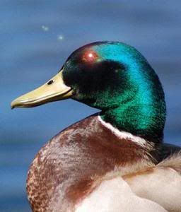 Duck is watching you