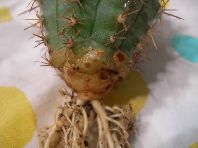 DSCN2338.jpg