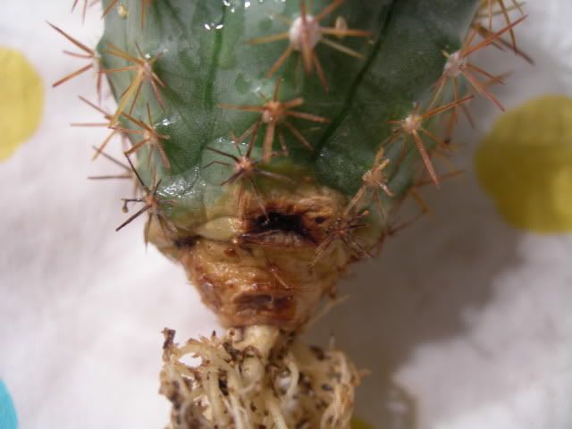 DSCN2347.jpg