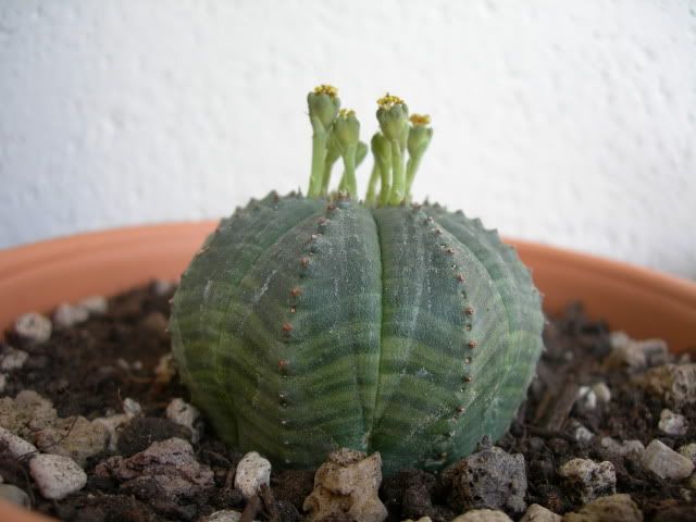 EuphorbiaObesac.jpg
