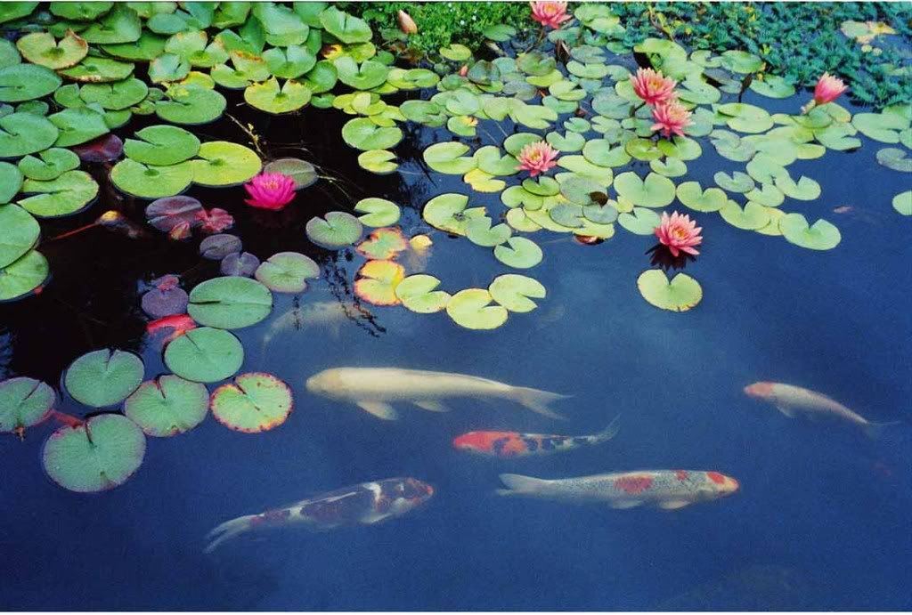 koi pond filters