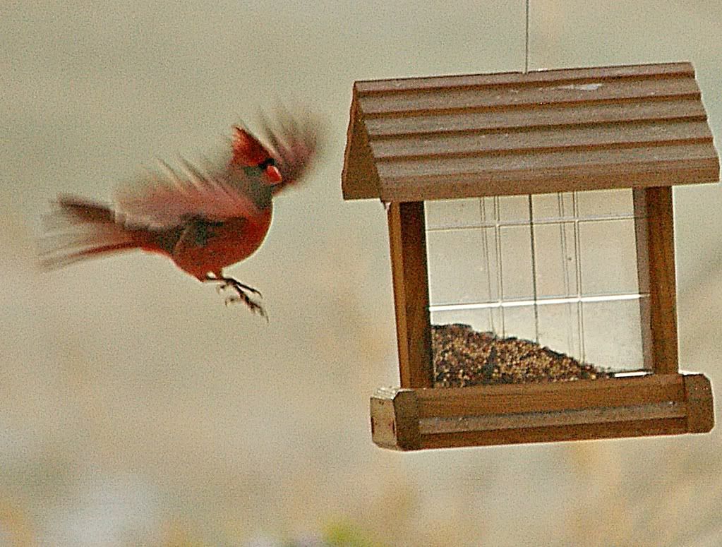 Feeding cardinals and not house sparrows