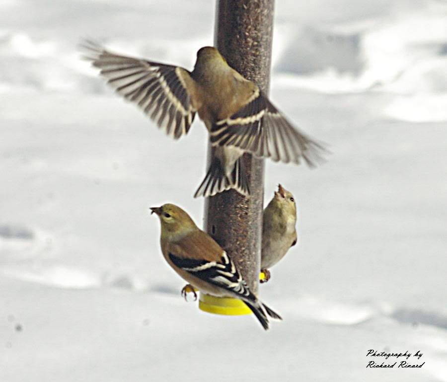 do finches migrate do finches migrate
