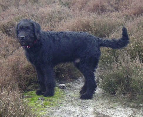 Dog Owners Association Cornwall Uk Dog Owners Association Cornwall Uk