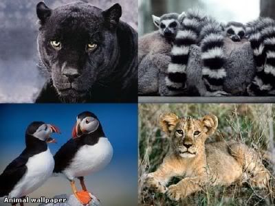 funny animals wallpapers for desktop. Animal - Back Funny Animal