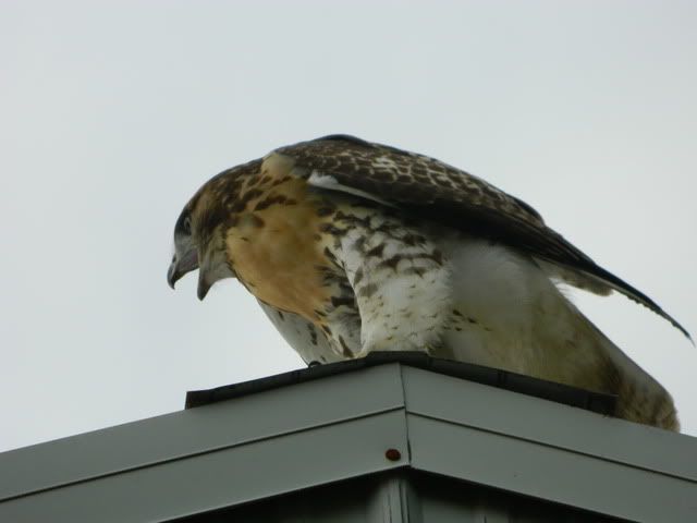 Question about Hawks - Homesteading Questions