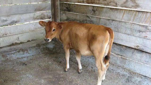 Jersey heifer questions - Cattle