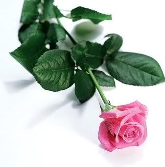 rose Pictures, Images and Photos