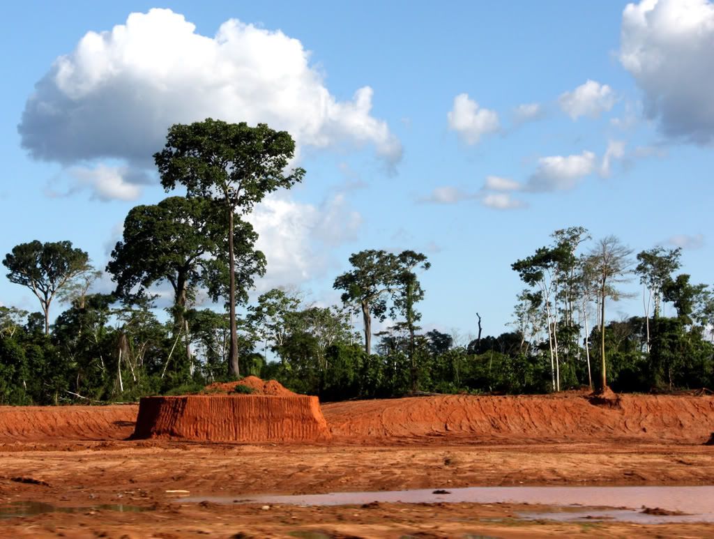 Borneo Forest destruction by Deforestation