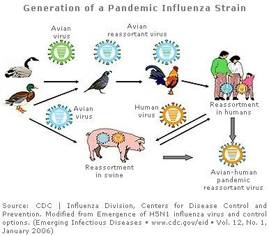 Concerns About The Spread Of H1N1 Swine Influenza Virus To Indonesia