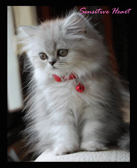 Funny Cats and toxoplasma gondii, causes of Toxoplasmosis disease
