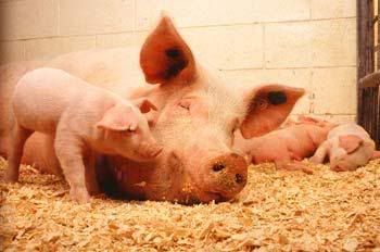 Swine Flu found in Imperial and San Diego counties