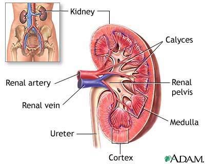 kidney Pictures, Images and Photos