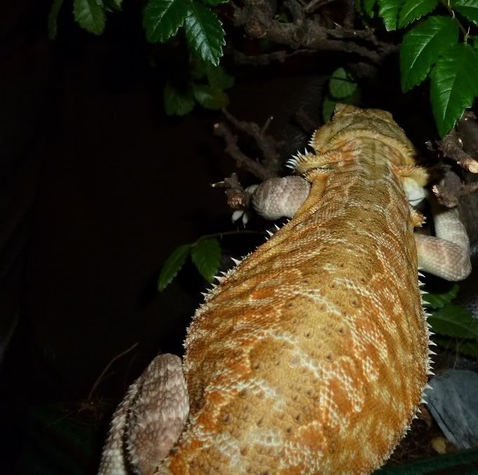 bearded dragon climbing a tree Reptile Forums