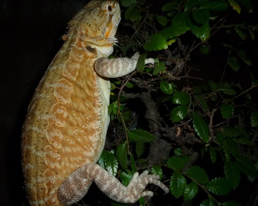 bearded dragon climbing a tree Reptile Forums