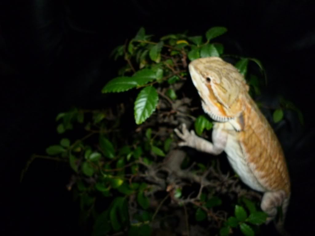bearded dragon climbing a tree Reptile Forums