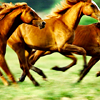 photo blameanimal18_zps3d8b52bc.png