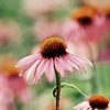photo blamey7FPD_zps0956e8aa.png